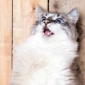 猫が警戒する飼い主の8つの行動