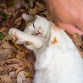 猫が嫌がる4つの事や仕草について