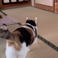 母が帰ってきたことに気づいた三毛猫…あまりにも尊い『熱烈なお出迎え』が…