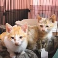 悲惨な状態だったボロボロの2匹の子猫…家猫になるまでの軌跡と『3ヶ月後の…