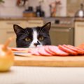 猫の『キッチンに侵入』を防ぐことはできる？念のためにしておくべきトラ…