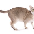 【獣医師監修】シンガプーラの平均寿命は何年？長生きのコツや注意したい…