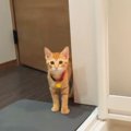 『風呂を出たら子猫が居ない…』姿が探したら→心配性すぎる子猫の『まさか…