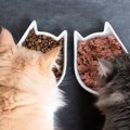 猫を多頭飼育すると起こり得る『食事トラブル』3選　穏やかなごはんタイム…