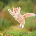 猫のマネがしたくなる『習性や気質』6選　見習うだけで心がラクになるかも？