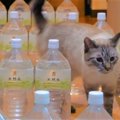 猫缶を求めて…猫用迷路にイザ挑戦！