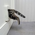 『猫ドア』を設置するメリット3選　設置する際の取り付け方法や費用感…