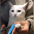 爪切りをしてもらう白猫→『顔』を見ていると…あまりにも尊い『じっと…