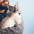 猫が人のそばから離れない理由７つ