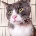 顔がえぐれてしまった猫…厳しい野良生活で負った傷の原因とは？