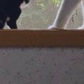 おばあちゃんの家にやってきた『小さな子猫』→隣には先輩猫がいて…『優し…