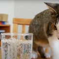 はじめての炭酸水！子猫ちゃんはどんな反応する？