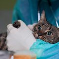 猫も『脱臼』することがある！症状や起こしやすいシチュエーション、…