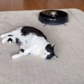 お昼寝中の猫→『ロボット掃除機』が近づいてくると…まさかの光景が2500万…