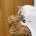 トイレをしていたら、同居猫が後ろから……まさかのタイミングで『日頃の鬱…