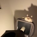 視線を感じて見上げたら、『キャットタワーの頂上から猫』が…まさかの光景…