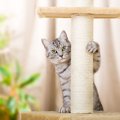 猫は『室内飼い』でストレスが溜まる？注意点5つを解説