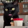 お味の方も格別？お気に入りのカップでお水を飲む猫さん