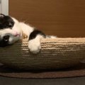 猫って自分が可愛いの自覚してるでしょ！飼ってみると分かるあざとい…