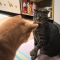 猫が同居犬との壮絶な『ポジション争い』に挑んだ結果…"ずる賢い…