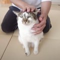 猫をマッサージしたら"怒られた"ので『勉強』した結果…嘘み…