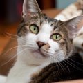 猫を迎えると変化すること4選　あなたの暮らしが劇的に変わるかも？