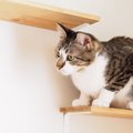 キャットウォークをDIYする方法と必要なもの