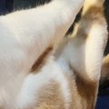 膝の上でくつろぐ猫→もう1匹が近づいてきた結果…絶対に『場所を奪われ…