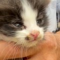 ほとんど反応がなかった『衰弱しきった子猫』→３日が経過すると…涙が止ま…