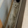 ベッドとガラス戸の隙間をのぞいたら…まさかの挟まり方をしている猫に210…