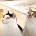 パパが料理をしていると、愛猫２匹がキッチンに出動してきて…あまりに…