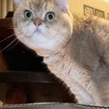 段ボールの上に乗った猫→中を見ると、『同居猫』が入っていて…目を疑う光…