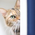 猫が『恐怖心』を抱えているときのサイン5つ　落ち着かせる方法や適切…