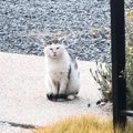 外で頑張り続けた『傷だらけのボス猫』が保護されて…涙あふれる『物語…