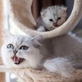 子猫から成猫に…成長とともに見られる変化6選　愛猫がオトナになった…