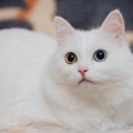 世界各国の『代表的存在』とされている猫種4選　各種のルーツや飼育のポイ…
