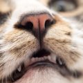 猫が大量に『よだれ』を…何かのトラブル？考えられる4つの原因　即受…