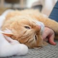 猫の『健気』な行動3つ♡　可愛らしい理由や気持ちにも注目！