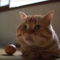 温める？転がす？猫ちゃん達の生卵チャレンジ！