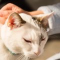 猫の『首をつまむ』と大人しくなる理由2つ　利用すべき＆絶対NGのタイミン…