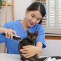 猫に絶対してはいけない４つの『NGお手入れ』　理由と正しいお手入れを解説