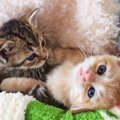 愛猫が好む「肌触り」と「動き」