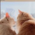 病院に向かった先輩猫が一日ぶりに帰ってくると…あまり仲がよくない2…