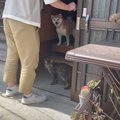 猫と犬が『１ヶ月ぶりに帰宅したママ』を見たら…お出迎えの光景に心温…