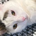 猫が来てほしくないところに突起がたくさんついた『猫避け』を置いたら…ま…