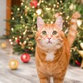 猫のイタズラから『クリスマスツリー』を守る方法5選　壊されないため…