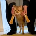 高速で『二足歩行』…？別の部屋から連れられてきたネコが→『まさかの…