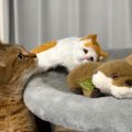 来客に気を遣いつつもおやつは譲れない猫ちゃん