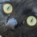 可愛らしい顔の黒猫→少し後にもう1枚撮ってみたら…同じ猫とは思えない『表…