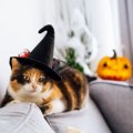 『100均』の猫グッズはあなどれない！コスパ良し・デザイン良しの神アイテ…